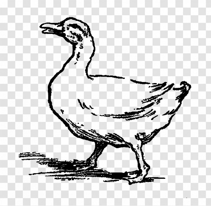 Duck Goose Clip Art Fowl Fauna - Wing Transparent PNG