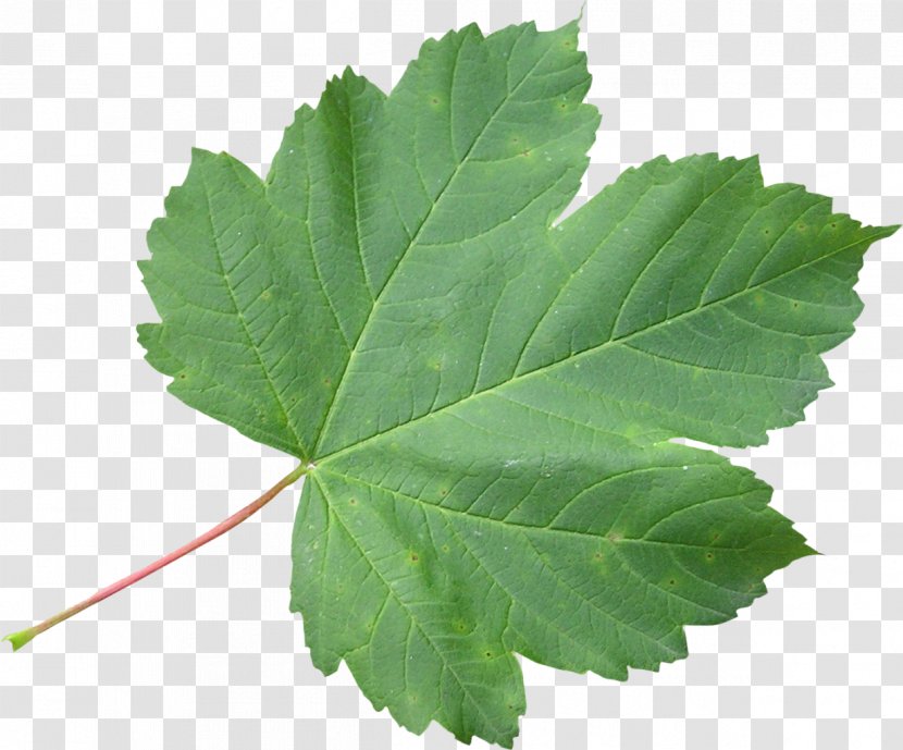 Japanese Maple Sugar Leaf Green - Pretty Leaves Transparent PNG