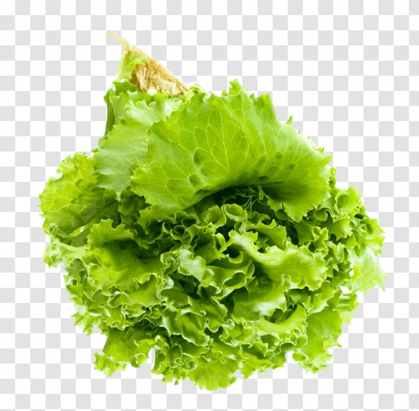 Lettuce Salad Leaf Vegetable Vegetarian Cuisine - Bar Transparent PNG