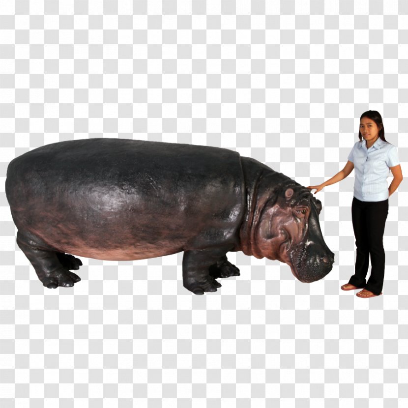 Hippopotamus Pig Terrestrial Animal Snout Transparent PNG