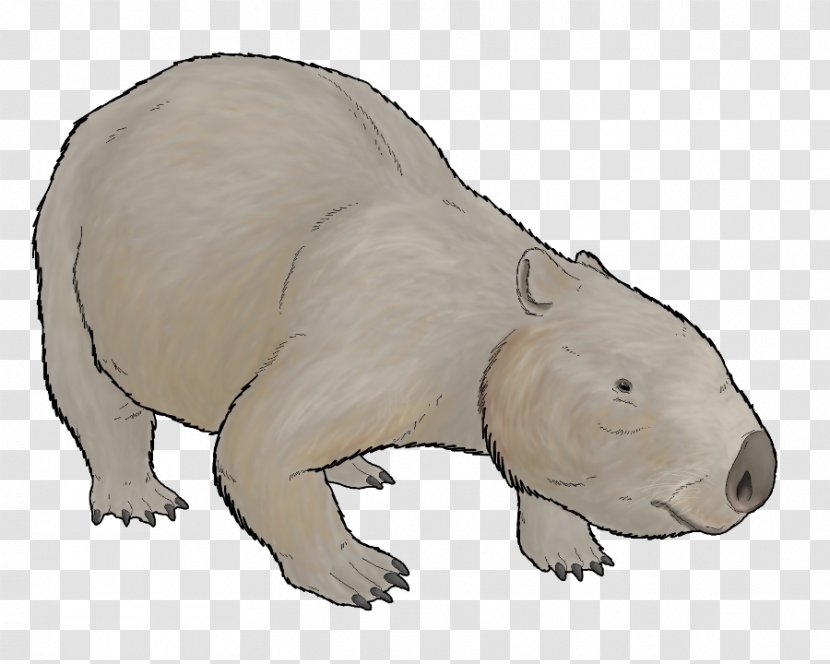 Wombat Phascolonus Polar Bear Marsupial Armadillo - Terrestrial Animal Transparent PNG