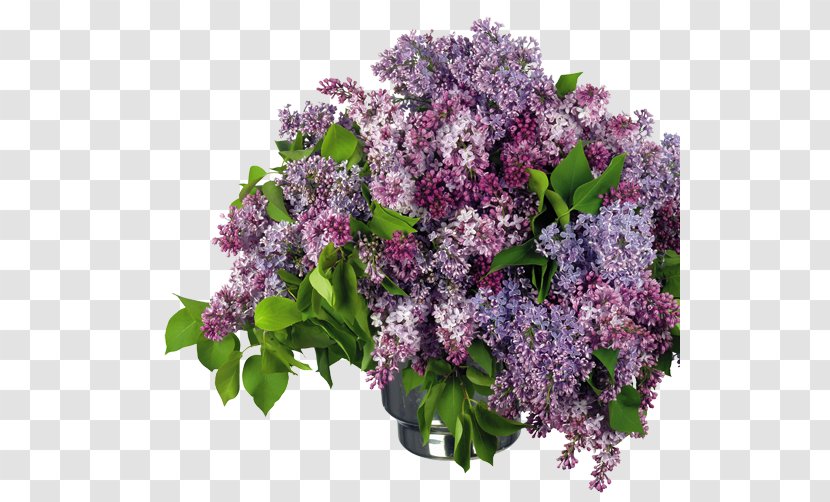 Lilac Clip Art - Flower Bouquet Transparent PNG