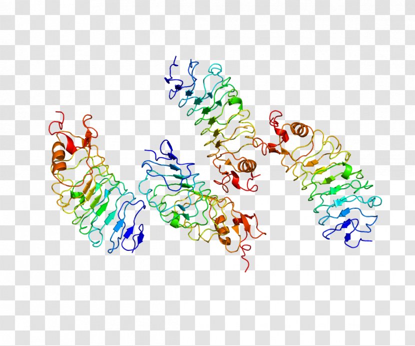 SLIT2 Protein Structure Pleiotropy - Gene - Pathway Transparent PNG
