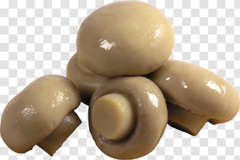 Common Mushroom Fungus Kombucha - Lingzhi Transparent PNG