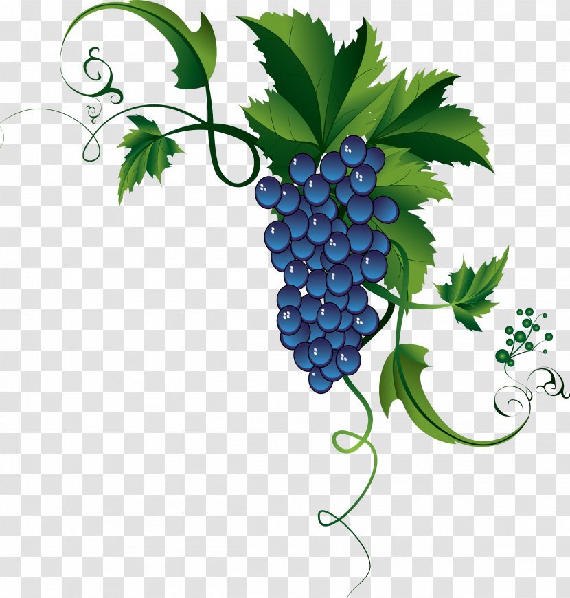 Common Grape Vine Clip Art Cognac カーネフェリーチェ - Superfood Transparent PNG