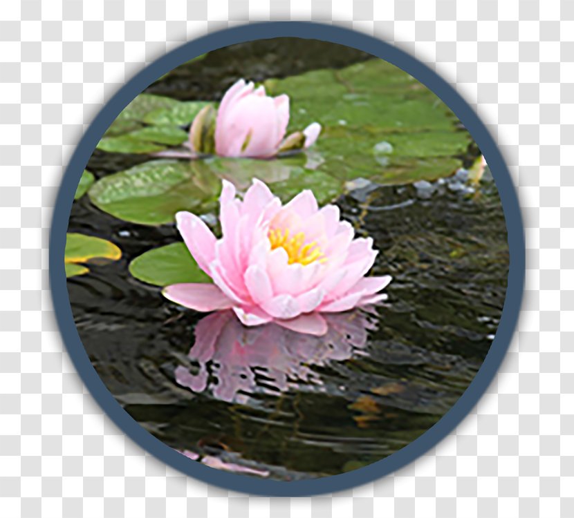 Flower Annual Plant Water Perennial Pond - Indoor Fountain Pumps Transparent PNG