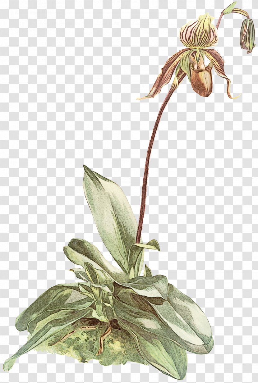 Flower Paphiopedilum Philippinense Plants Stock Photography Botany - Plant Stem - Lily Transparent PNG