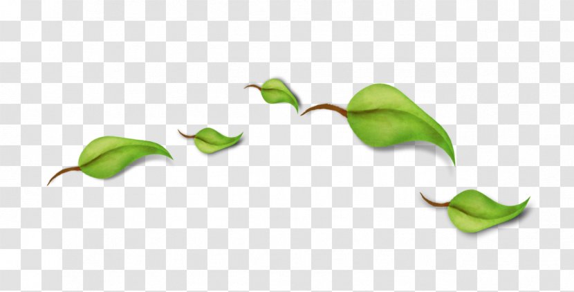 Alexandra Monnin Leaf Petal Branch Energy - Green Transparent PNG