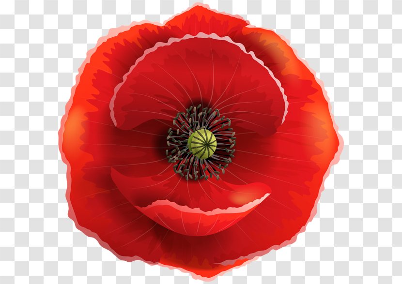 Remembrance Poppy Armistice Day Common Flower - Poppy/ Transparent PNG