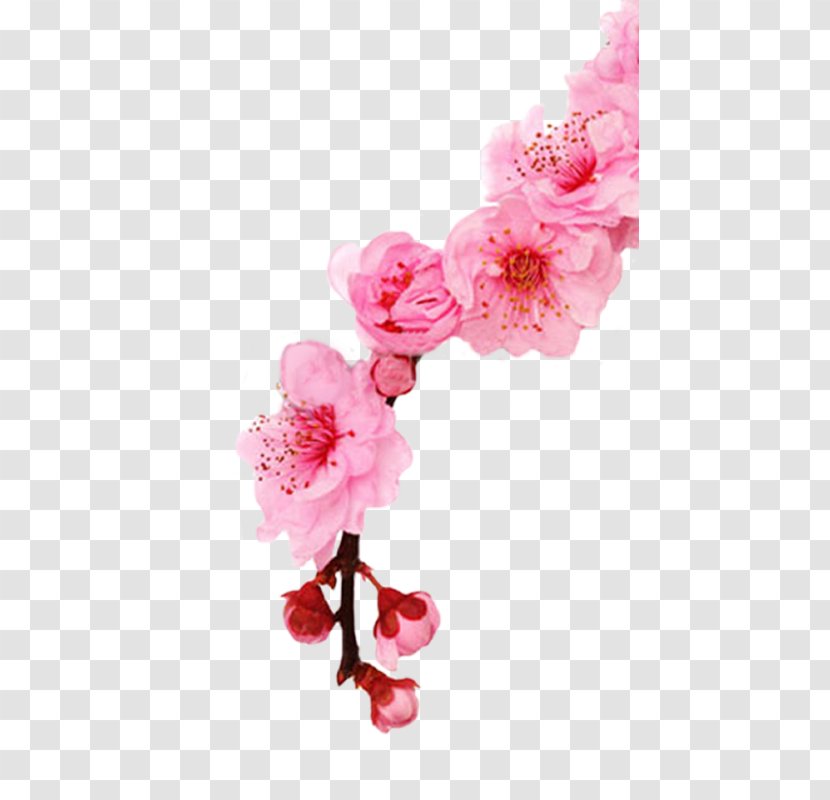 Cherry Blossom Stock Photography Spring Cherries - Azalea Transparent PNG