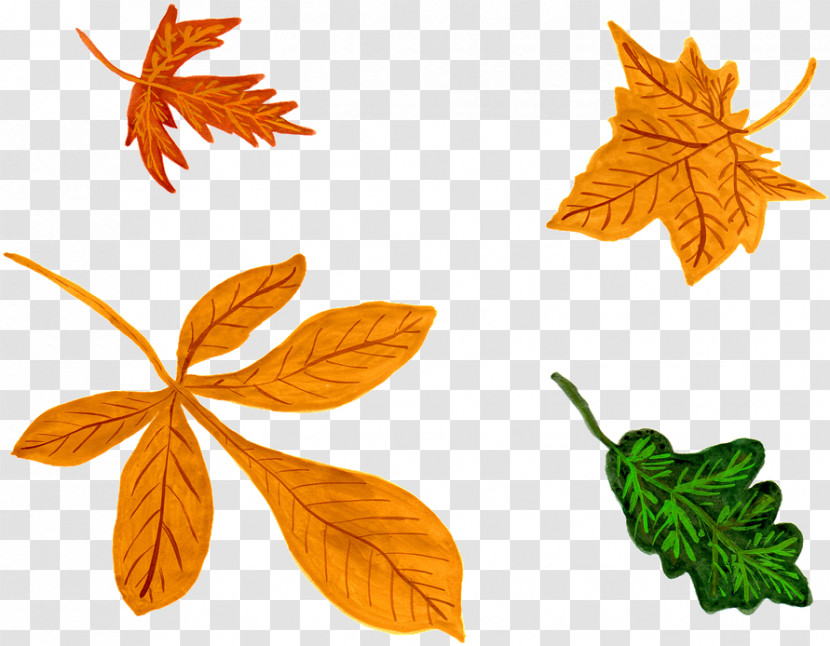 Maple Leaf Transparent PNG