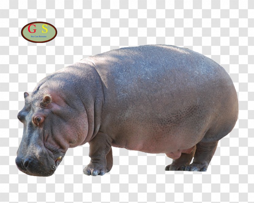 Hippopotamus Sea Cows Weyto Homosassa Springs Wildlife State Park Crystal River - Om Transparent PNG