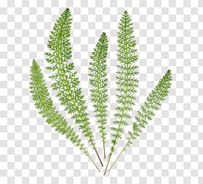 Yarrow Herb Leaf Tall Whitetop Szederbor - Plant Stem - Fernleaf Achillea Filipendulina Transparent PNG