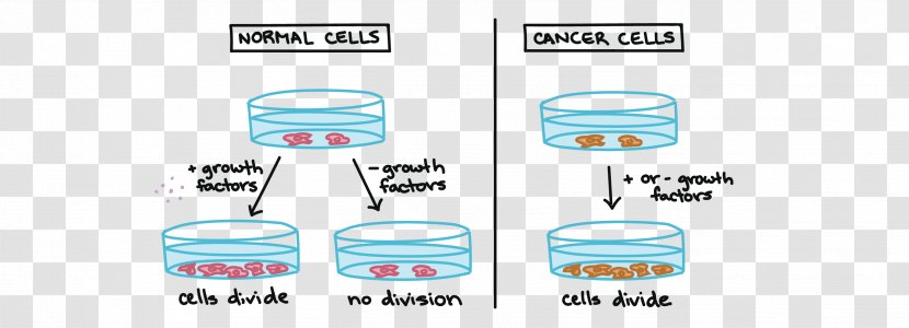 Cell Cycle Cancer Mitosis Growth - Biology - Cartoon Transparent PNG