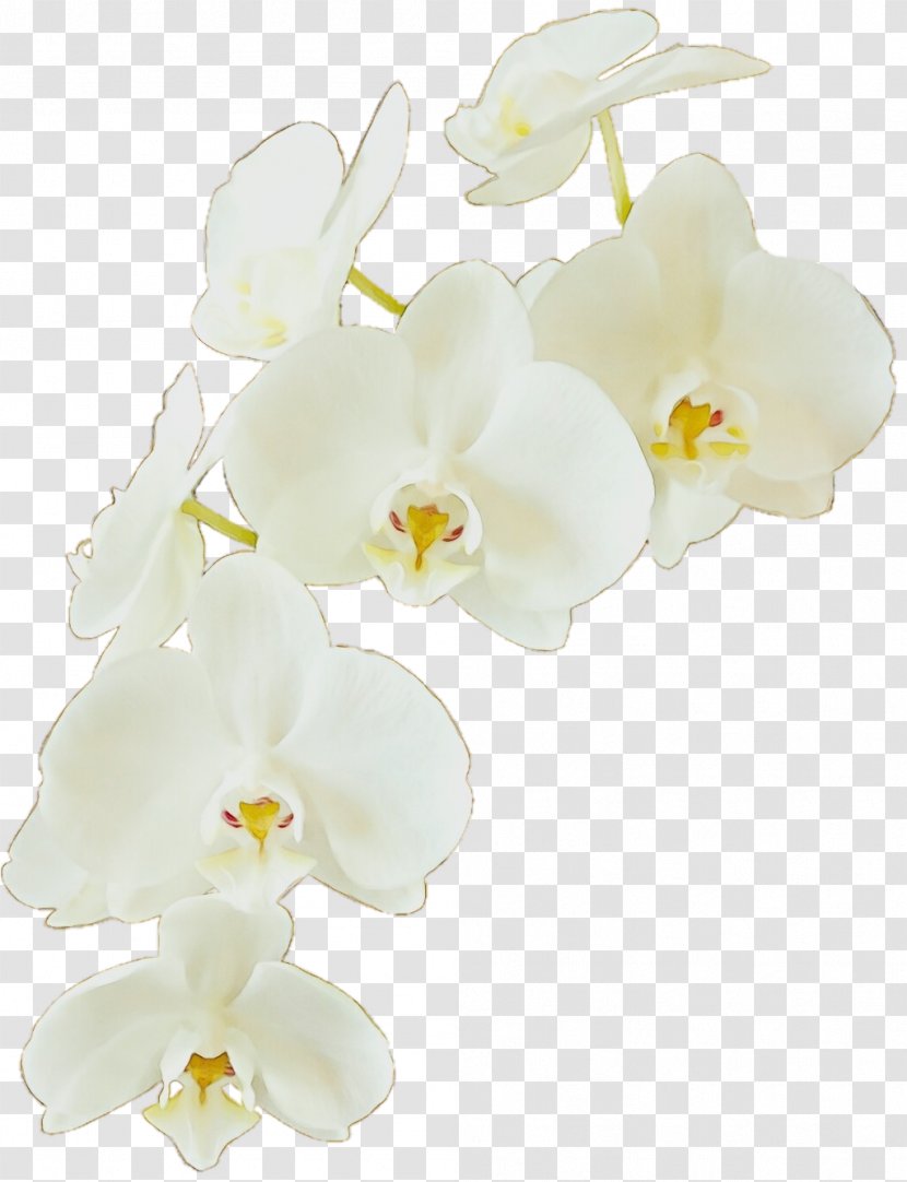 Flowering Plant Moth Orchid White Flower Petal - Phalaenopsis Sanderiana Cut Flowers Transparent PNG