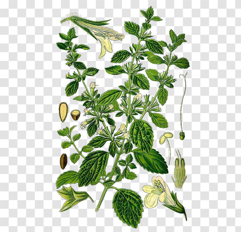 Lemon Balm Garden Thyme Herb Mints Rosemary - Herbal - Tea Transparent PNG