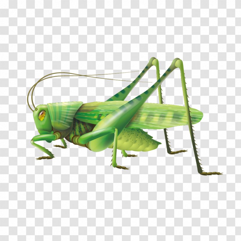 Grasshopper Clip Art - Royalty Free - Vivid Green Transparent PNG