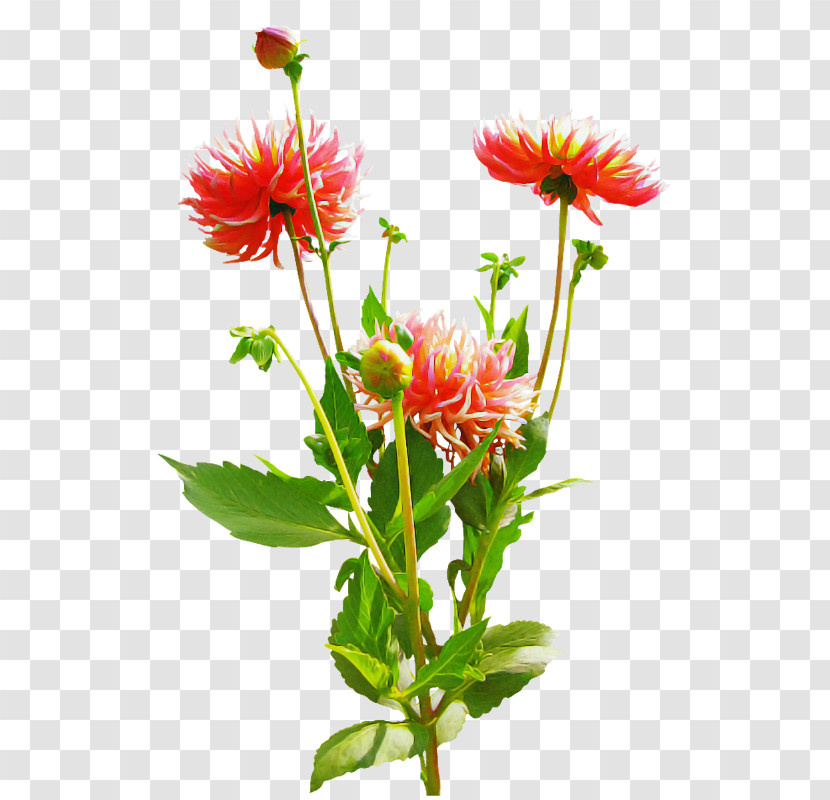 Floral Design Transparent PNG