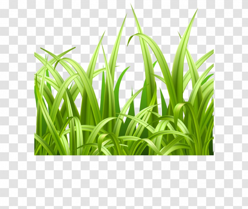 Adobe Illustrator - Grass - Green, Fresh Transparent PNG