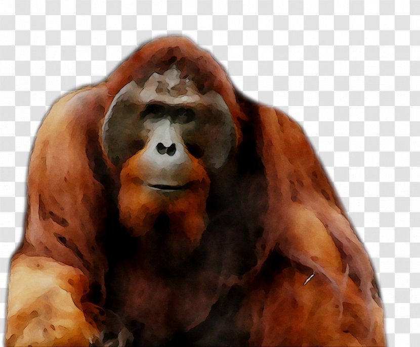 Orangutan Gorilla Monkey Fur Terrestrial Animal Transparent PNG
