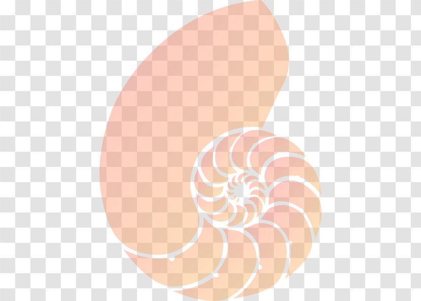 Pink Background - Spiral - Beige Chambered Nautilus Transparent PNG