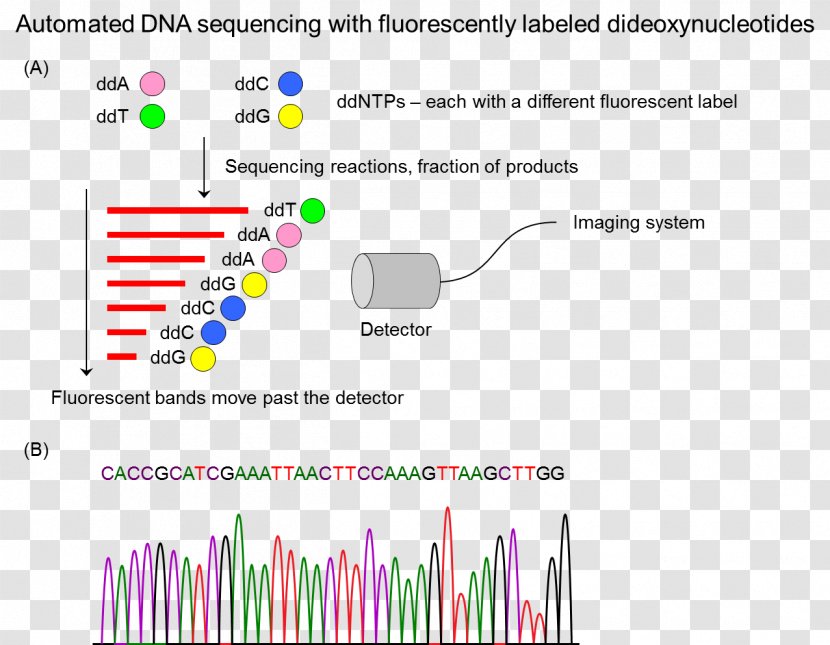 DNA Sequencing Sequence Analysis Molecular Biology - Paper Transparent PNG
