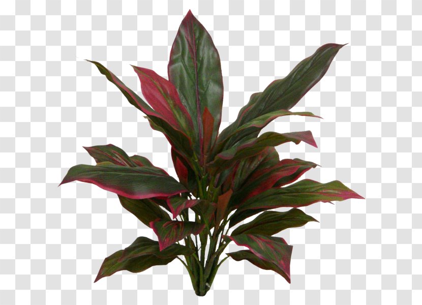 Ti Leaf Plant Stem New Zealand Cabbage Tree Evergreen - Silk Transparent PNG