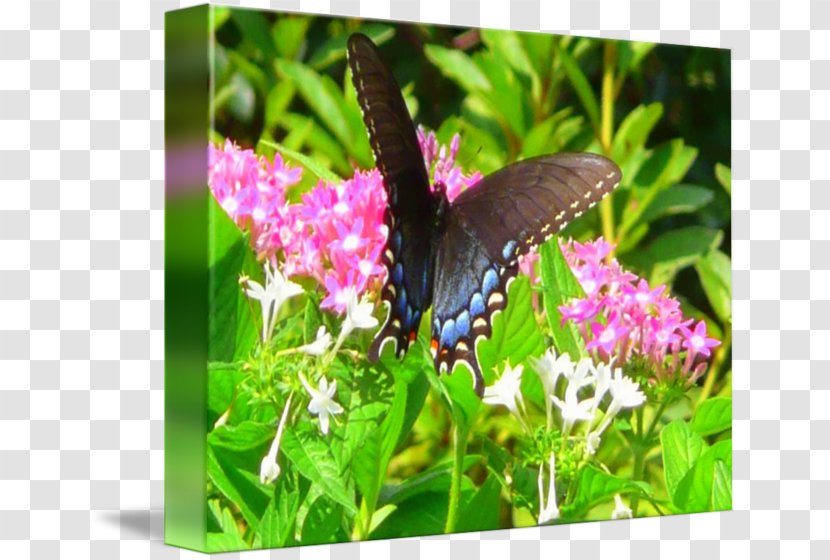 Brush-footed Butterflies Butterfly Moth Nectar Lilac - And Moths - Butter Fly Transparent PNG