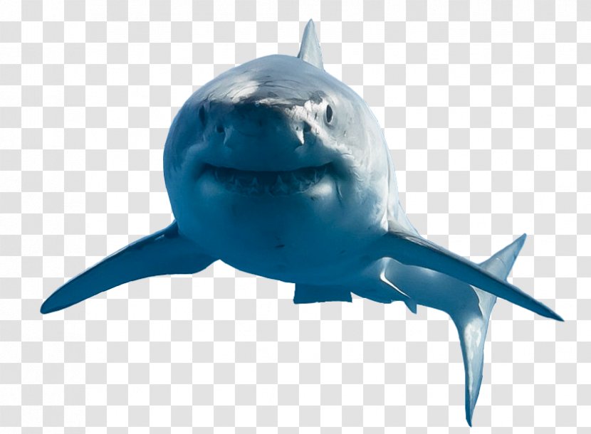 Great White Shark Requiem Real Property Lamniformes Estate Agent - Containing Jpg Preview Transparent PNG