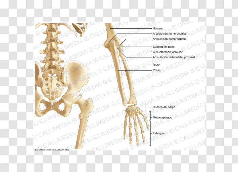Pelvis Bone Forearm Anatomy Human Skeleton - Heart Transparent PNG