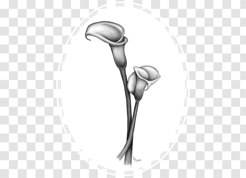 Drawing Arum-lily Lilium Art Sketch - Calla Lily - Callalily Transparent PNG