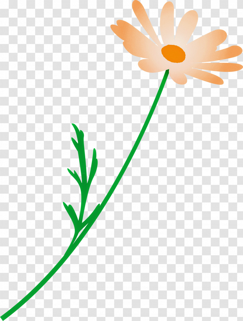 Marguerite Flower Spring Flower Transparent PNG