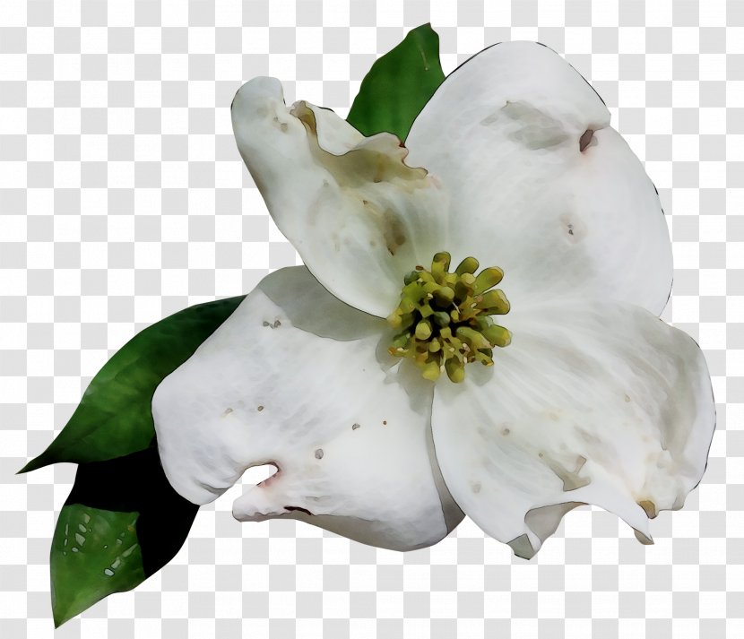 Gardenia Magnolia Family - Flowering Plant - Dogwood Transparent PNG