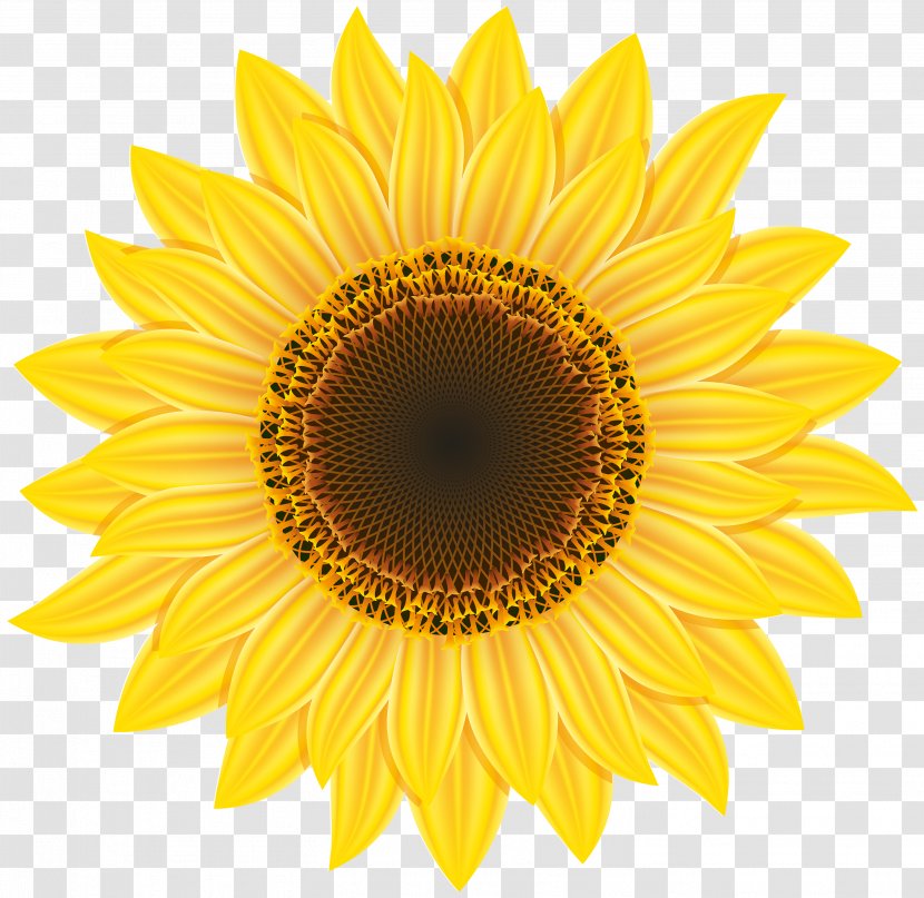 Common Sunflower Pixel Computer File Transparent PNG