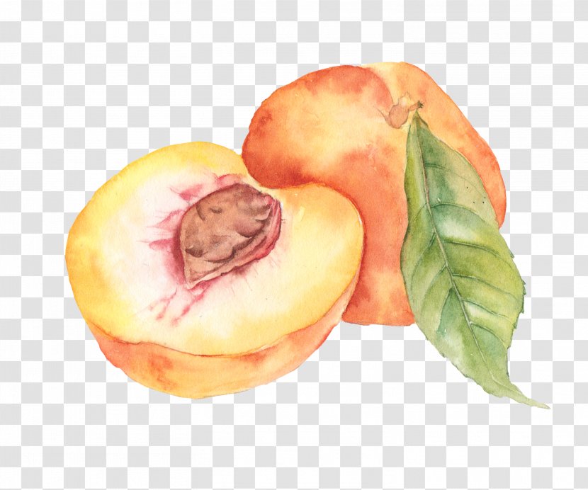 Watercolor Painting Watercolour Flowers Drawing - Local Food - Peach Transparent PNG