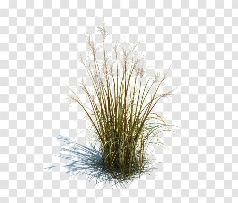 Tallgrass Prairie Ornamental Grass Grasses Lawn Plant - Grazing - Footer Image Transparent PNG