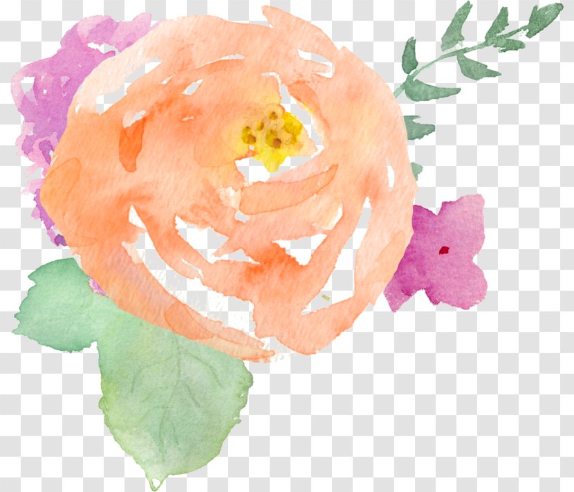 Garden Roses Watercolor Painting Photographer - Flowers Of Antimony The Explodatorium Transparent PNG