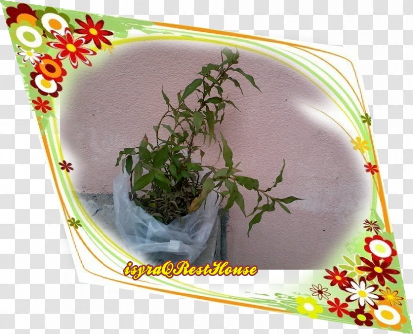Herb Flowerpot - Kunyit Transparent PNG