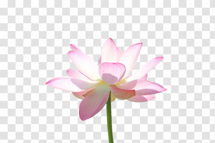 Plant Stem Sacred Lotus Nelumbonaceae Flora Close-up Transparent PNG