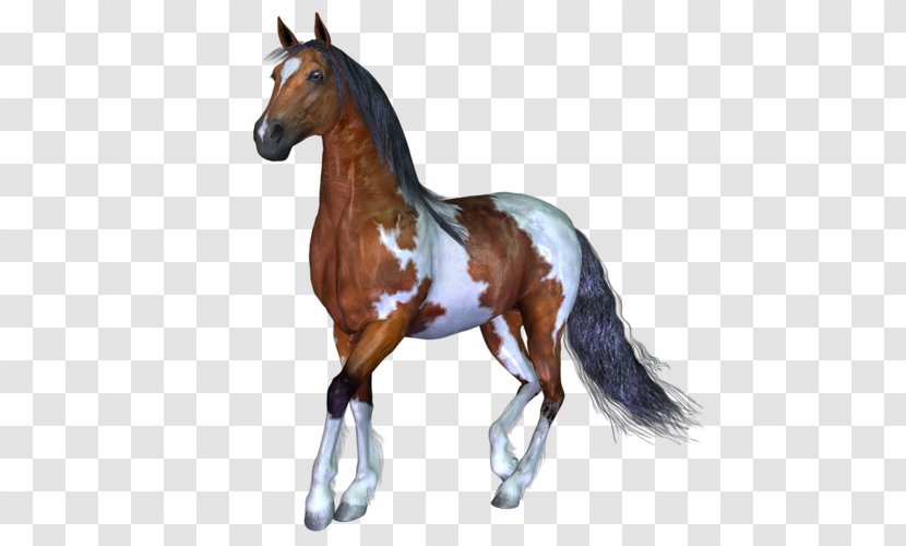 Mustang Foal Stallion Colt Mare - Mane - Wild Horse Transparent PNG