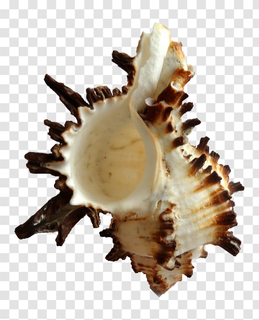 Seashell Clam Conchology Cockle Shankha - Light Transparent PNG