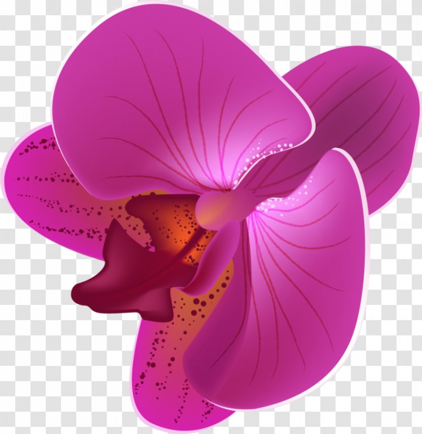 Flower Moth Orchids - Seed - Orchid Transparent PNG