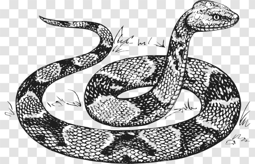 Snake Reptile Drawing Sketch Transparent PNG