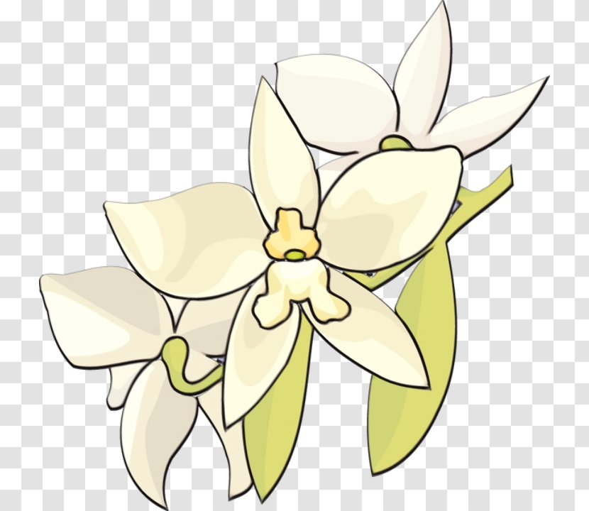 Web Design - Orchid - Cattleya Wildflower Transparent PNG