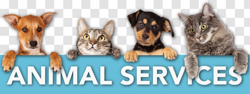 Cat Dog Veterinarian Pet Clinique Vétérinaire - Small To Medium Sized Cats Transparent PNG