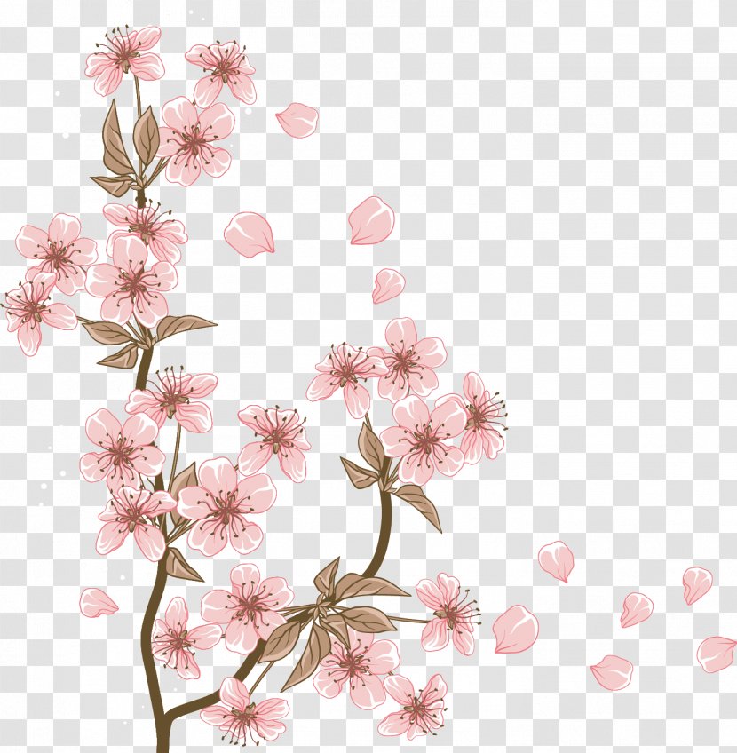 Cherry Blossom Flower Cerasus - Floristry - BLOSSOM Transparent PNG