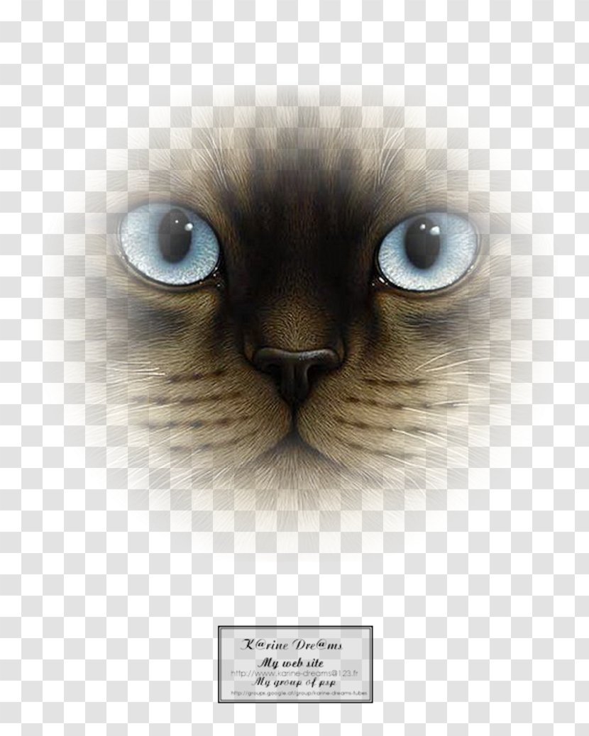 Cat Kitten Dog Whiskers Mammal - Watercolor - Enfant Transparent PNG