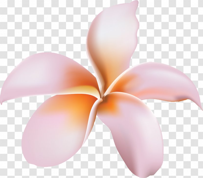 Flower Petal - Pink - Frangipani Transparent PNG