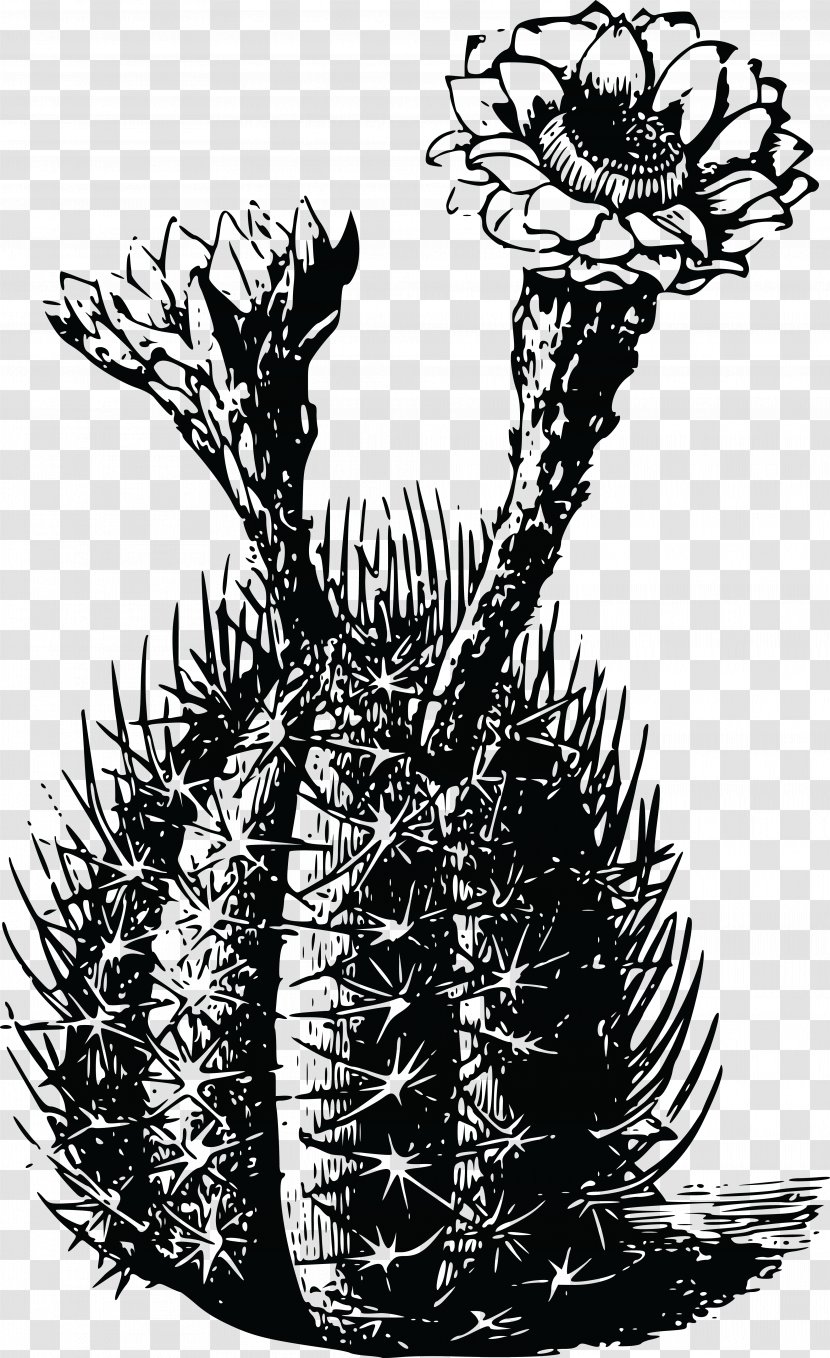 T-shirt Cactaceae Ietzmoois Thorns, Spines, And Prickles Succulent Plant - Shirt - Cactus Vector Transparent PNG