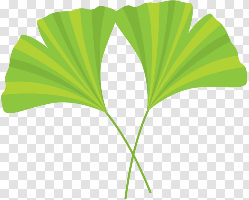 Tree Plant Stem Font Line Leaf - Maidenhair - Plane Transparent PNG